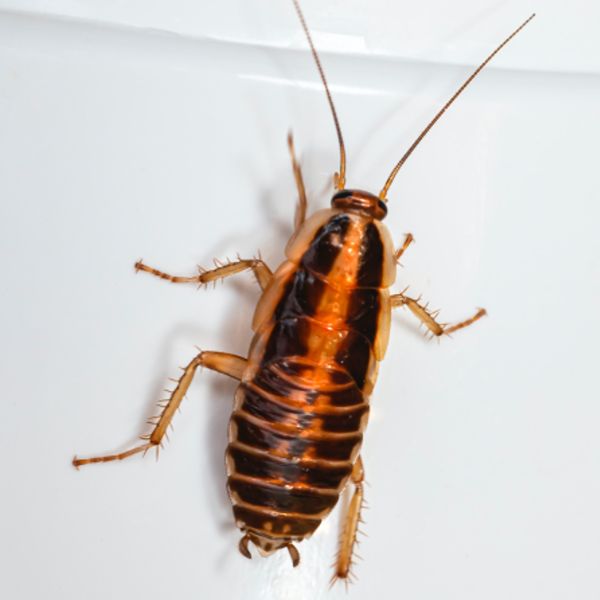 Cockroach